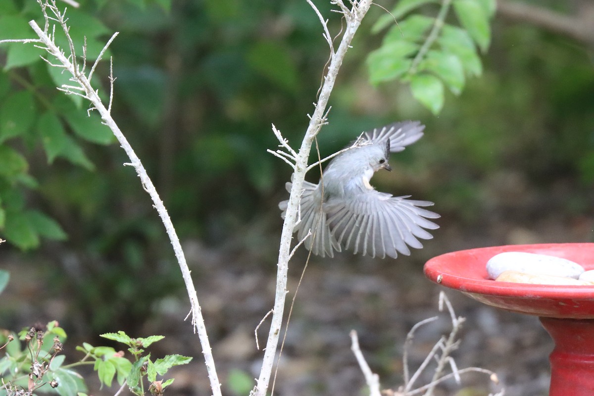 Black-crested Titmouse - Michelle Cano 🦜