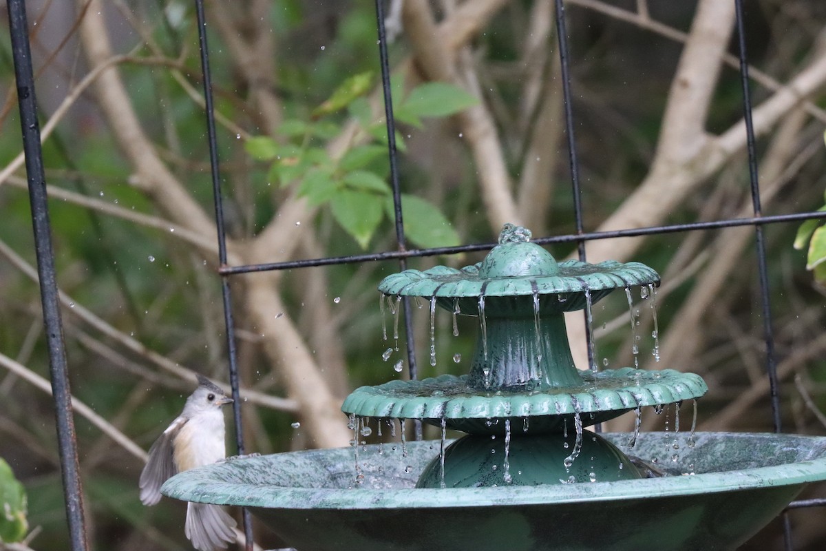 Black-crested Titmouse - Michelle Cano 🦜