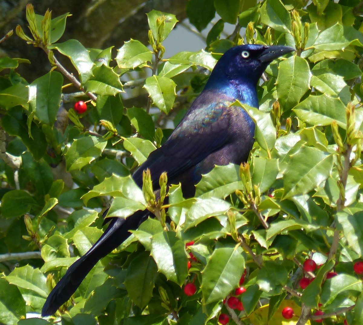 Common Grackle - Shawn Wainwright