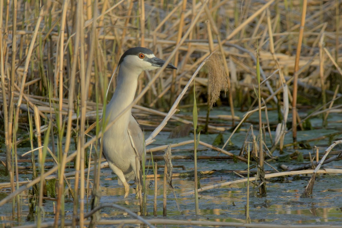 Black-crowned Night Heron - Nate S