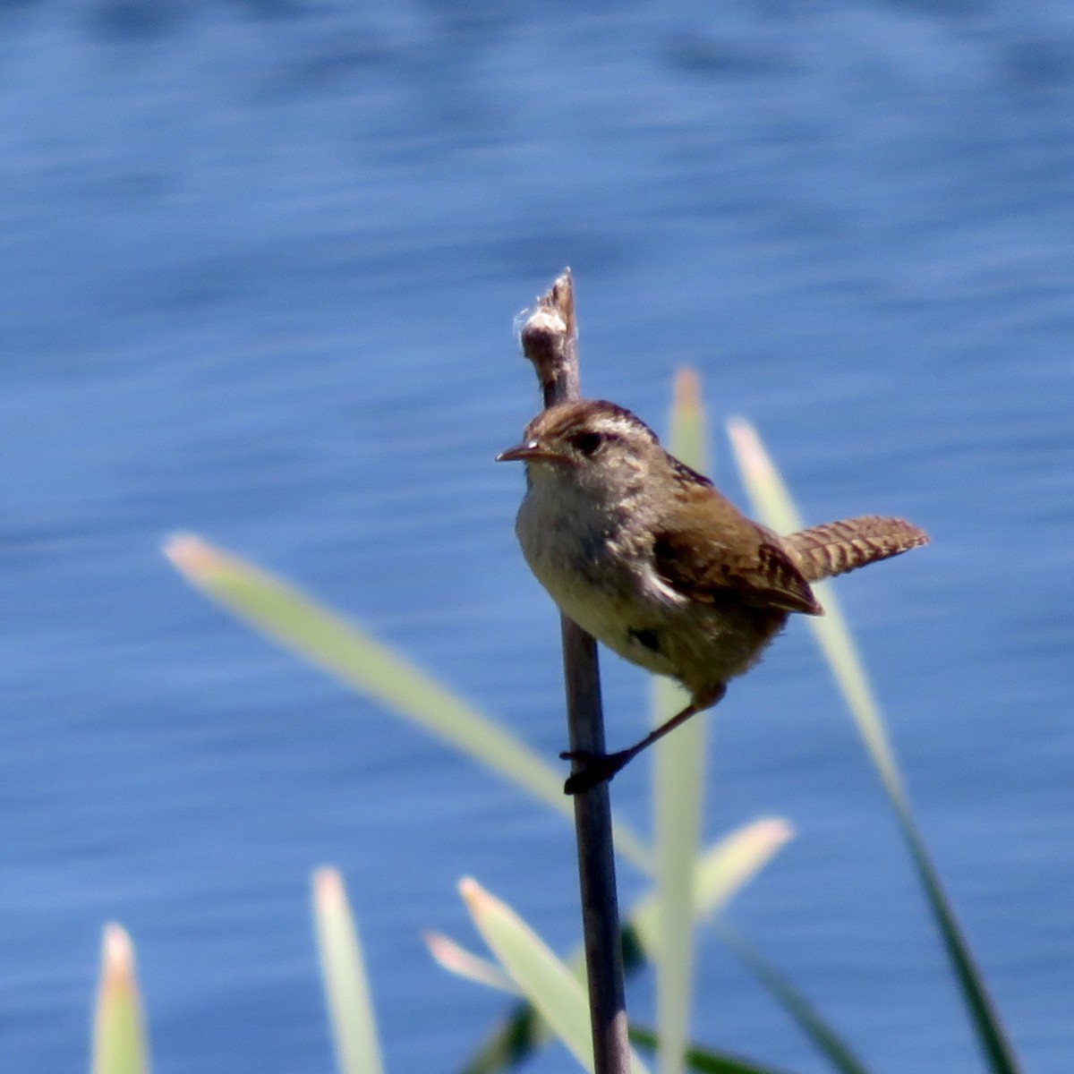 Marsh Wren - Anita Toney