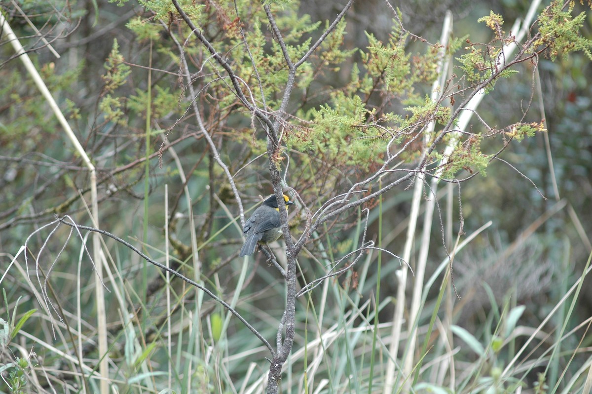 Pale-naped Brushfinch - ML618108187