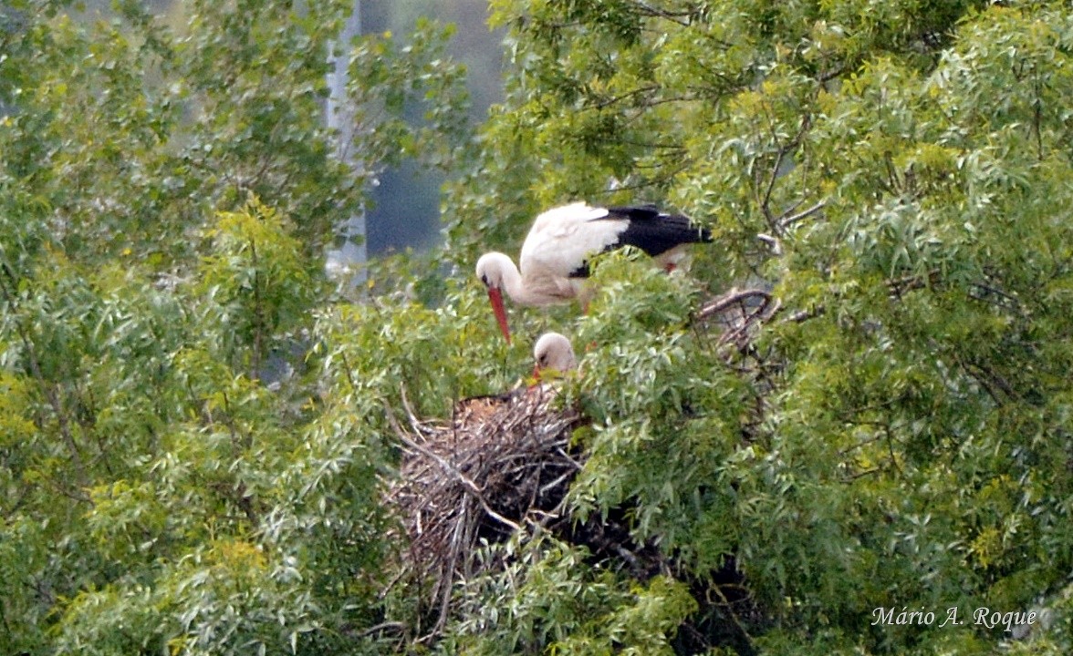 White Stork - Mário Roque