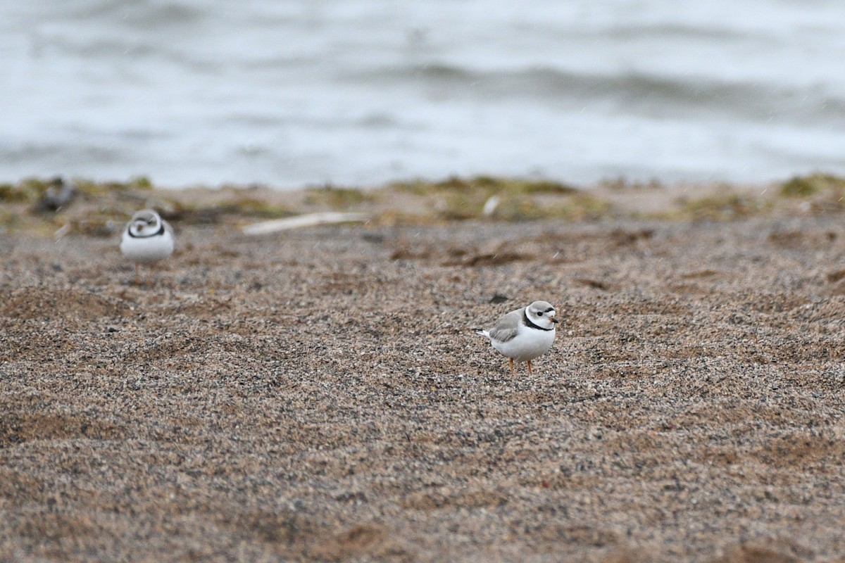 Piping Plover - ML618108214