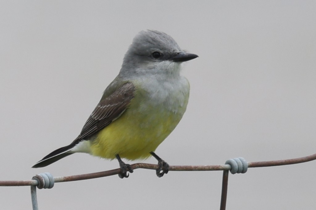 Western Kingbird - ML618108221