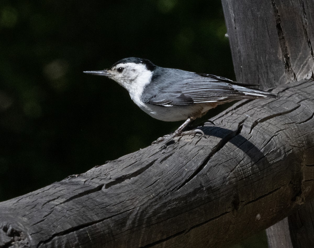 White-breasted Nuthatch - Terry  Hurst