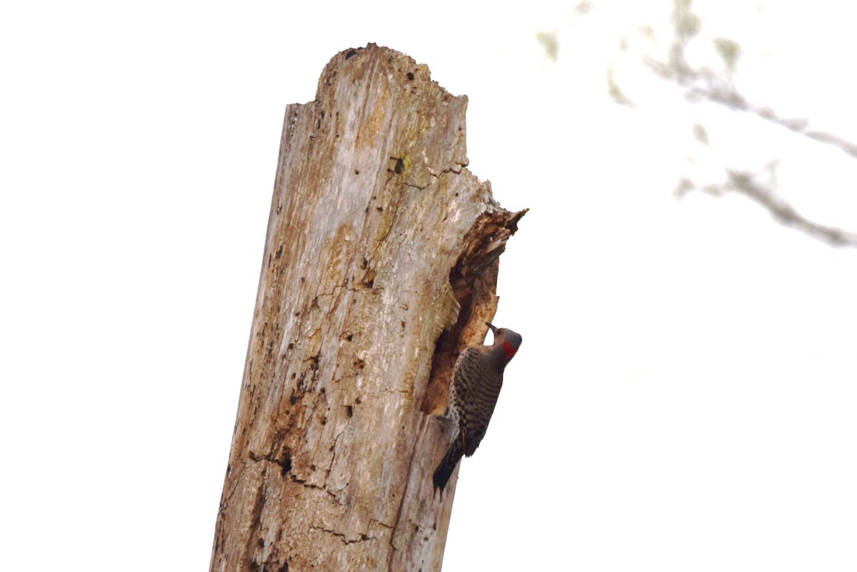 Northern Flicker - ML618108235