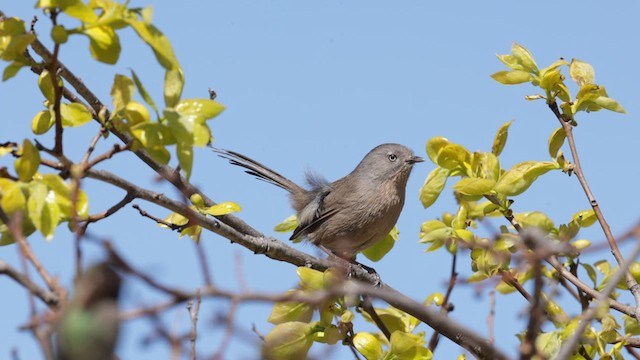 Чапаральница - ML618108251