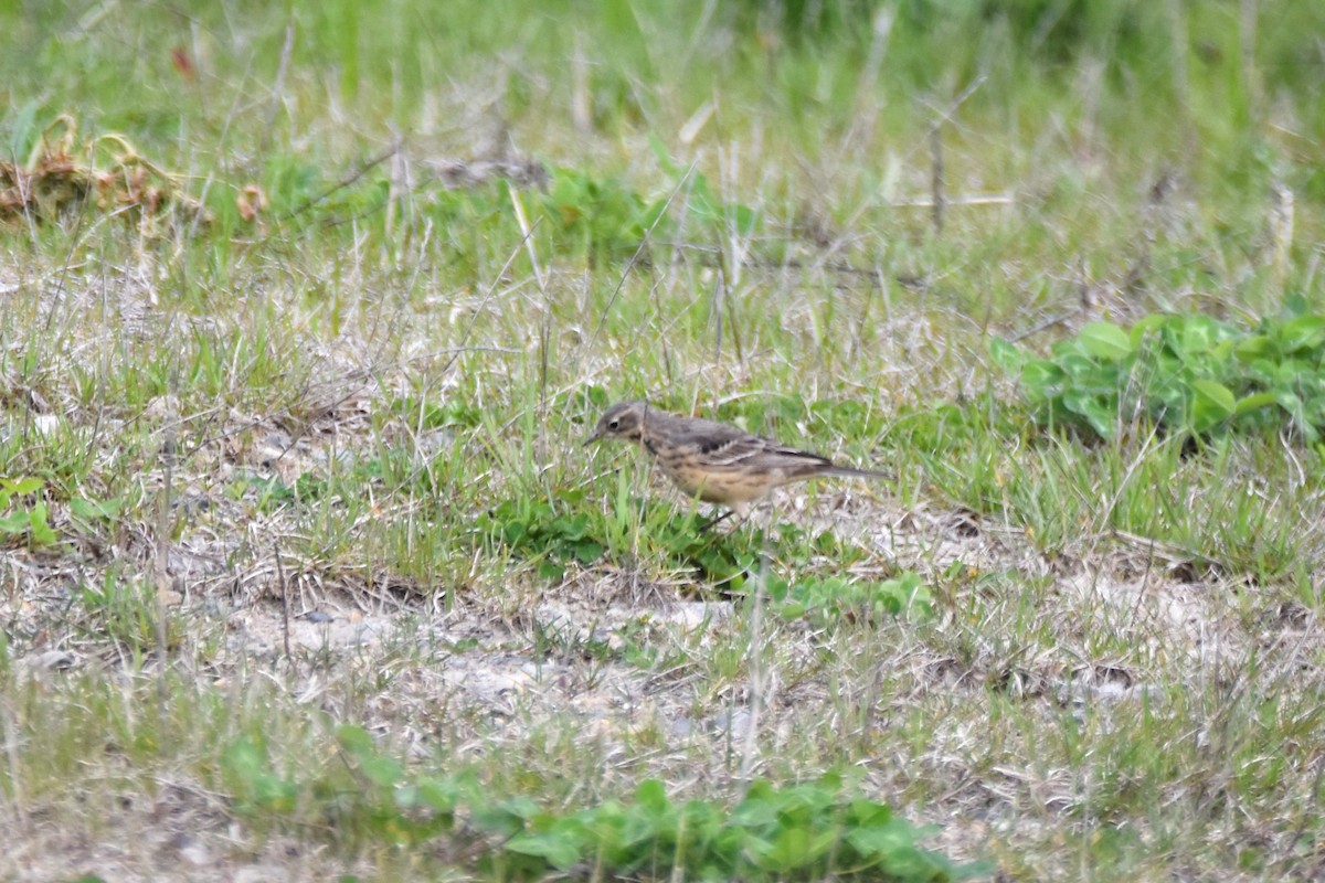 American Pipit - ML618108264