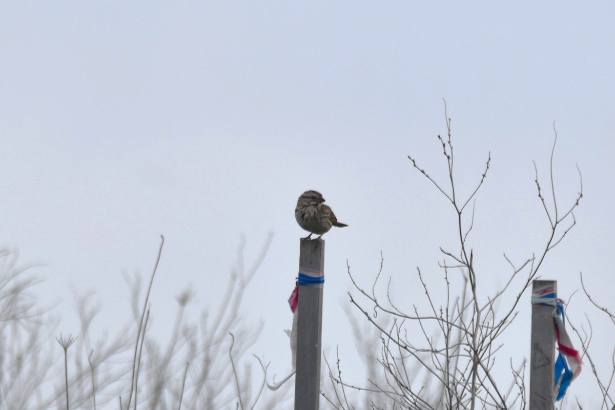 Song Sparrow - irina shulgina