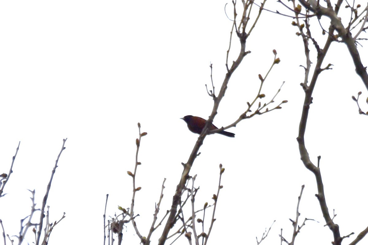 Orchard Oriole - irina shulgina