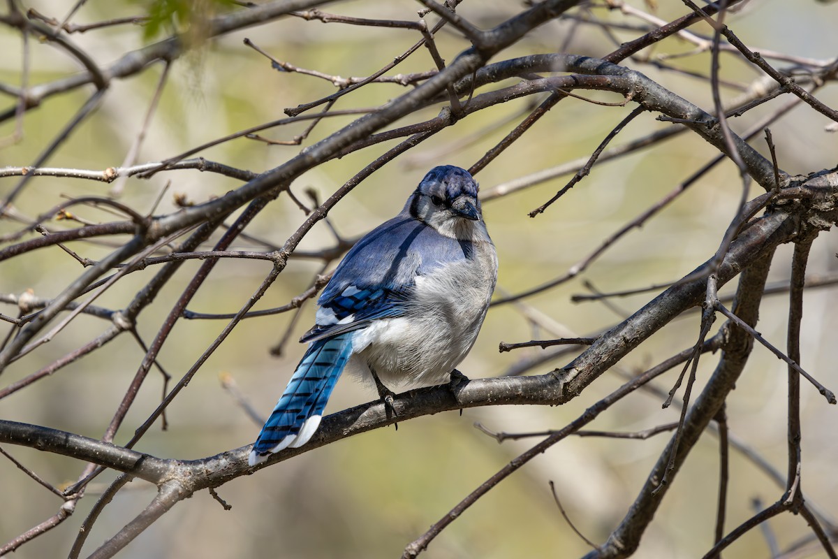 Blue Jay - Phat Ngo