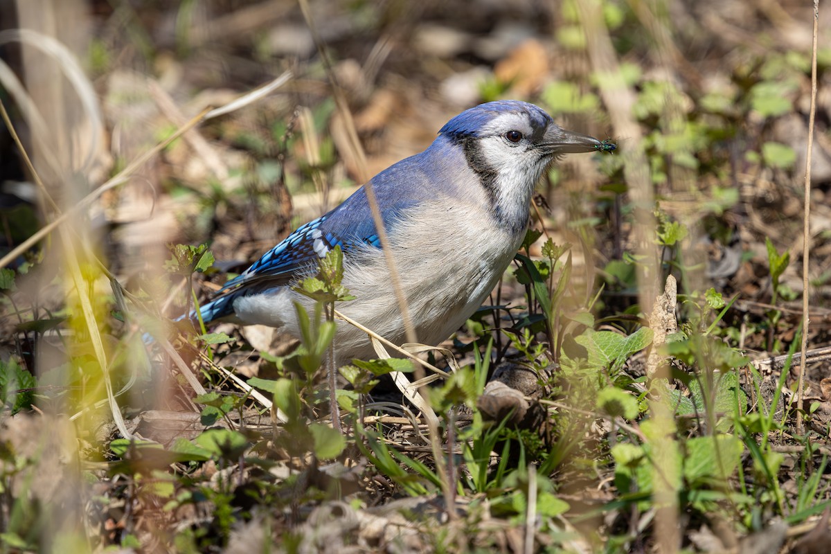 Blue Jay - Phat Ngo