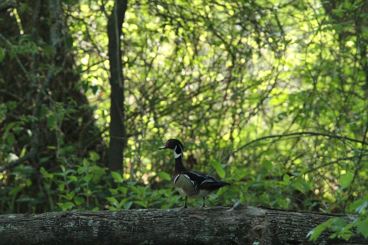 Wood Duck - ML618108302