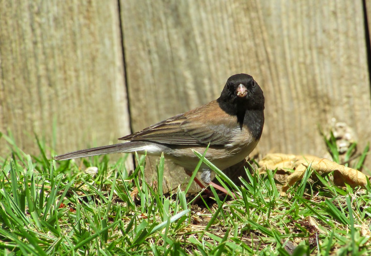 Dark-eyed Junco (Oregon) - ML618108307