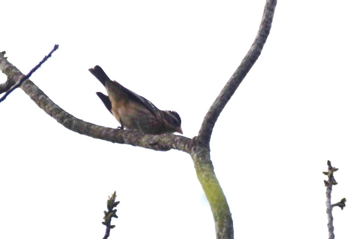 Rose-breasted Grosbeak - ML618108321