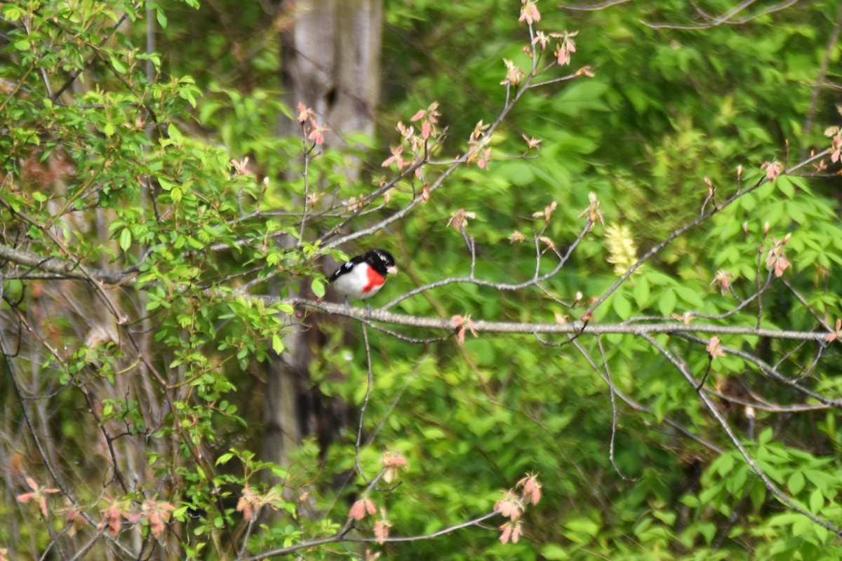 Rose-breasted Grosbeak - ML618108322