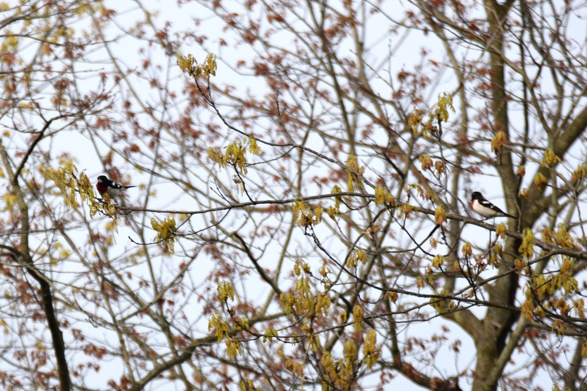 Rose-breasted Grosbeak - ML618108323