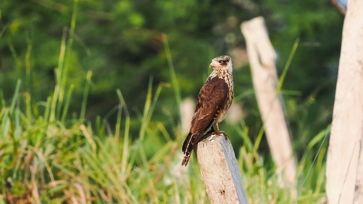 Yellow-headed Caracara - German Aguilar Vega