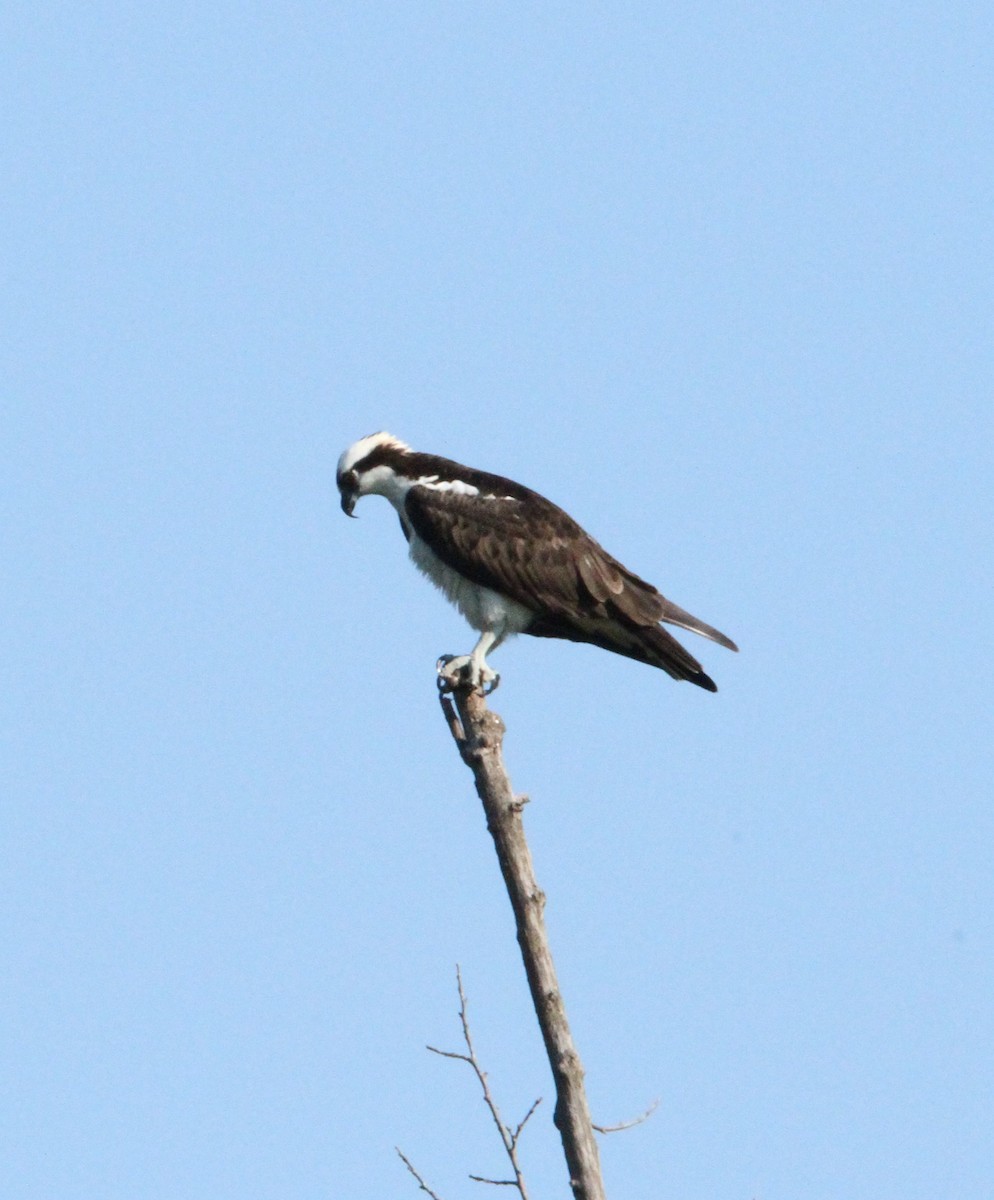 Águila Pescadora - ML618108335