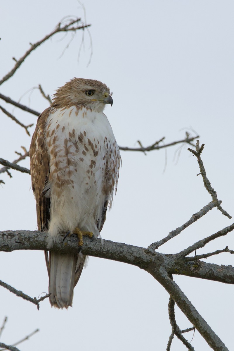 rapace sp. - ML618108370