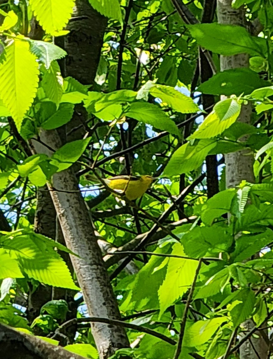 Blue-winged Warbler - Pablo Tebas