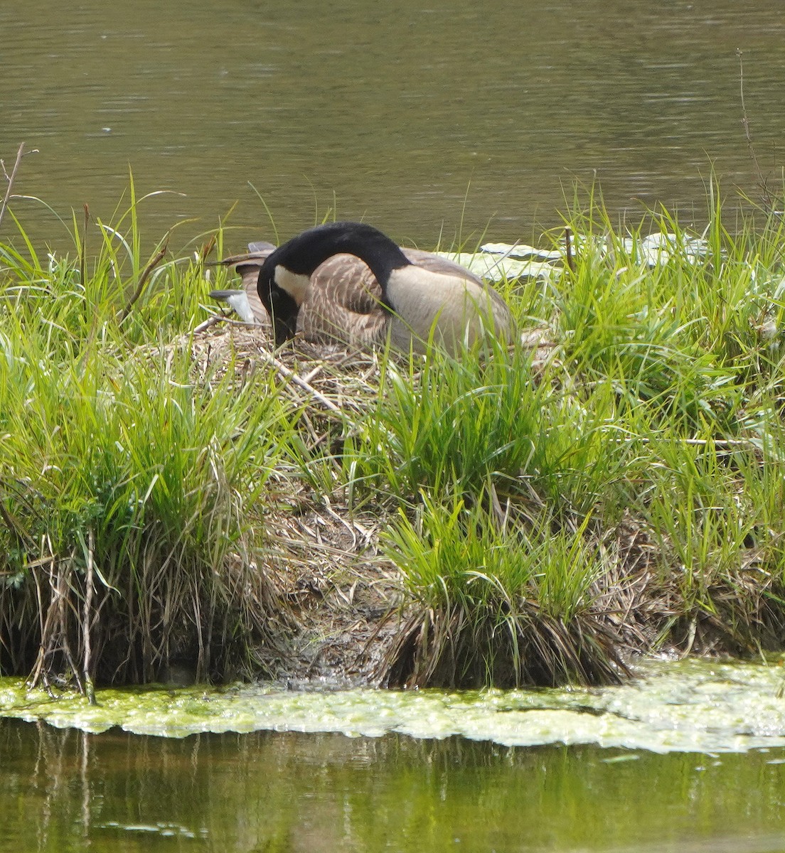 Canada Goose - ML618108399