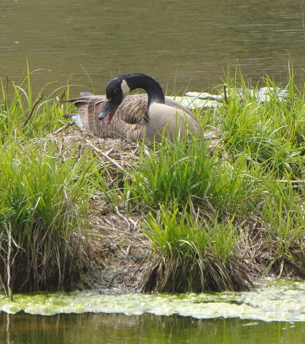 Canada Goose - ML618108400