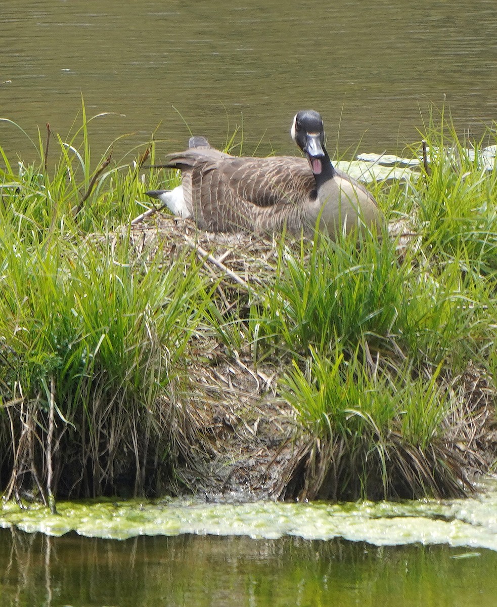 Canada Goose - ML618108401