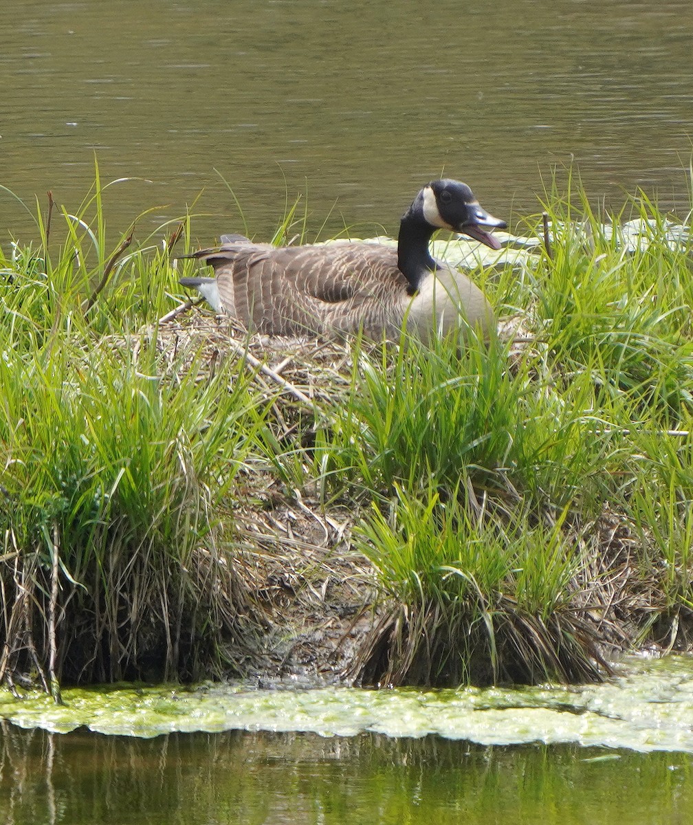 Canada Goose - ML618108402