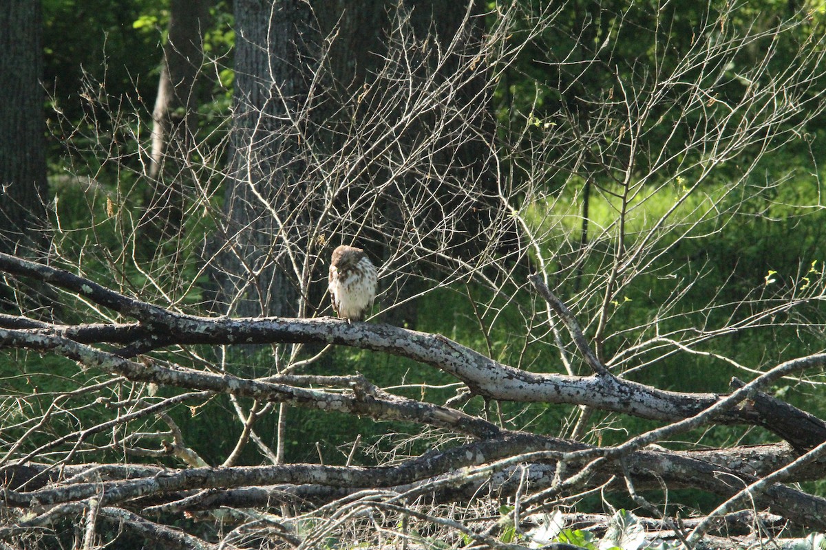 Red-shouldered Hawk - ML618108423