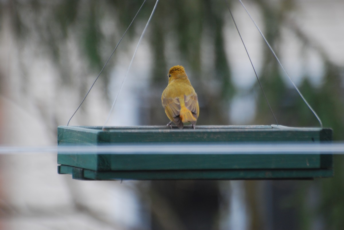 Summer Tanager - ML618108446