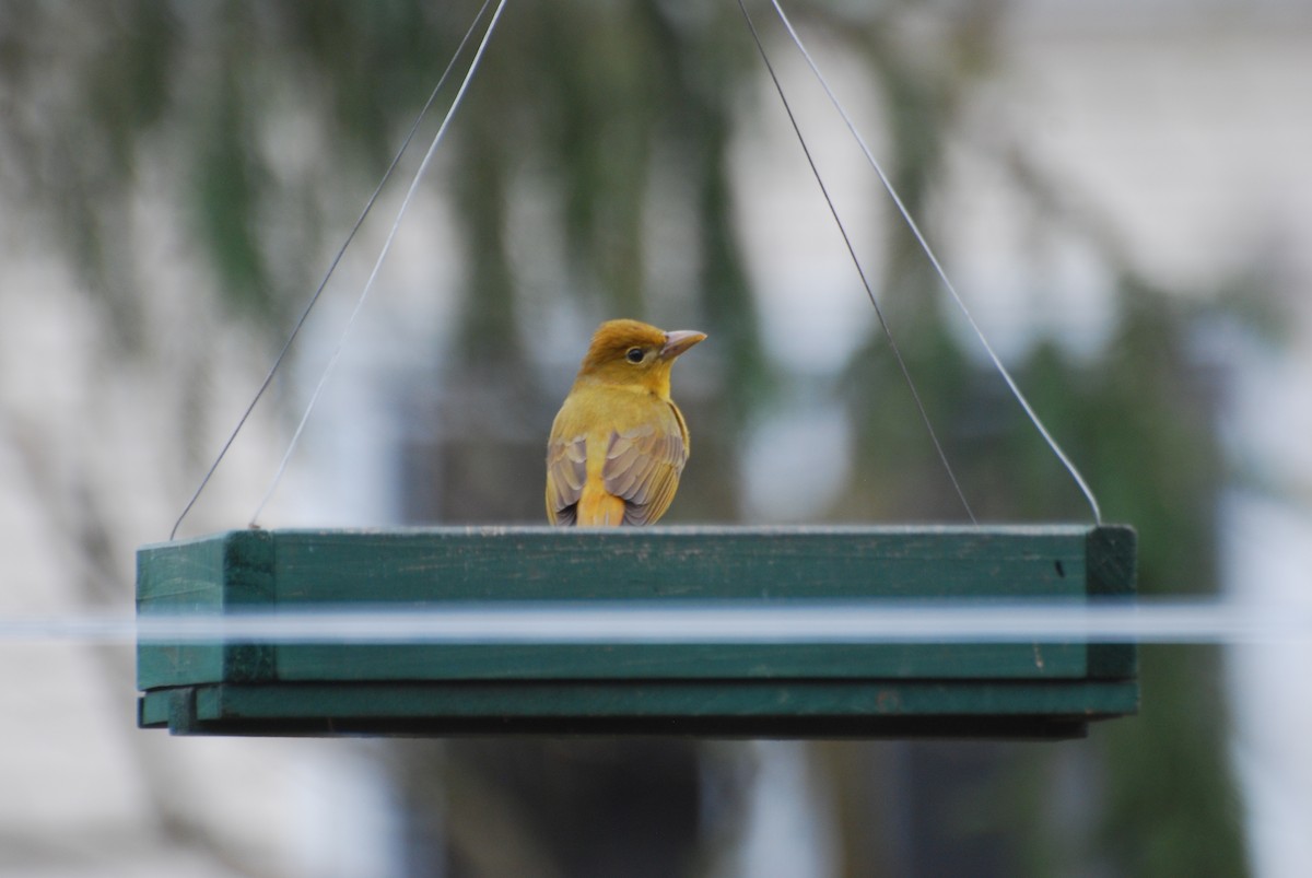 Summer Tanager - ML618108447