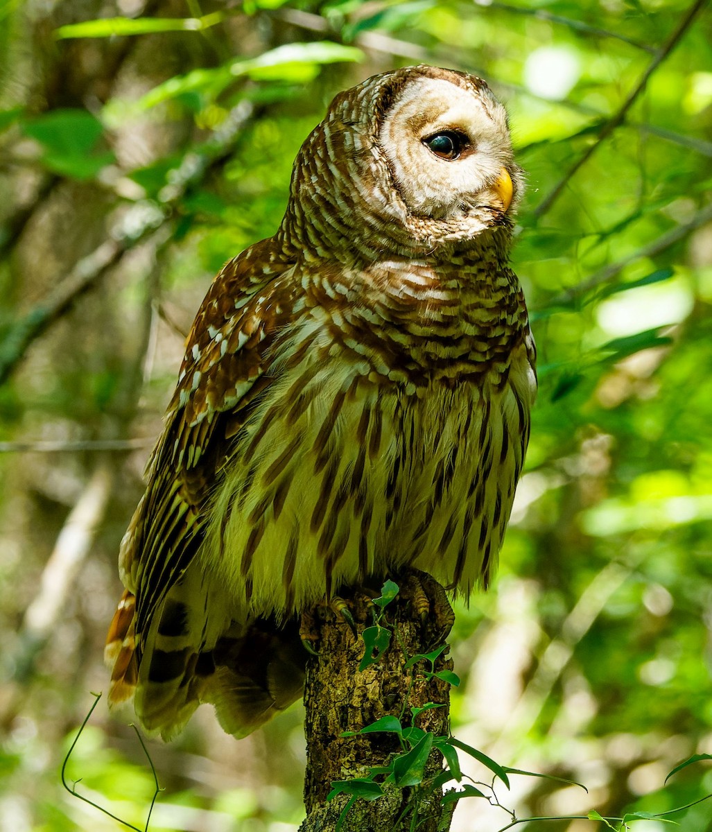 Barred Owl - Kip Miller