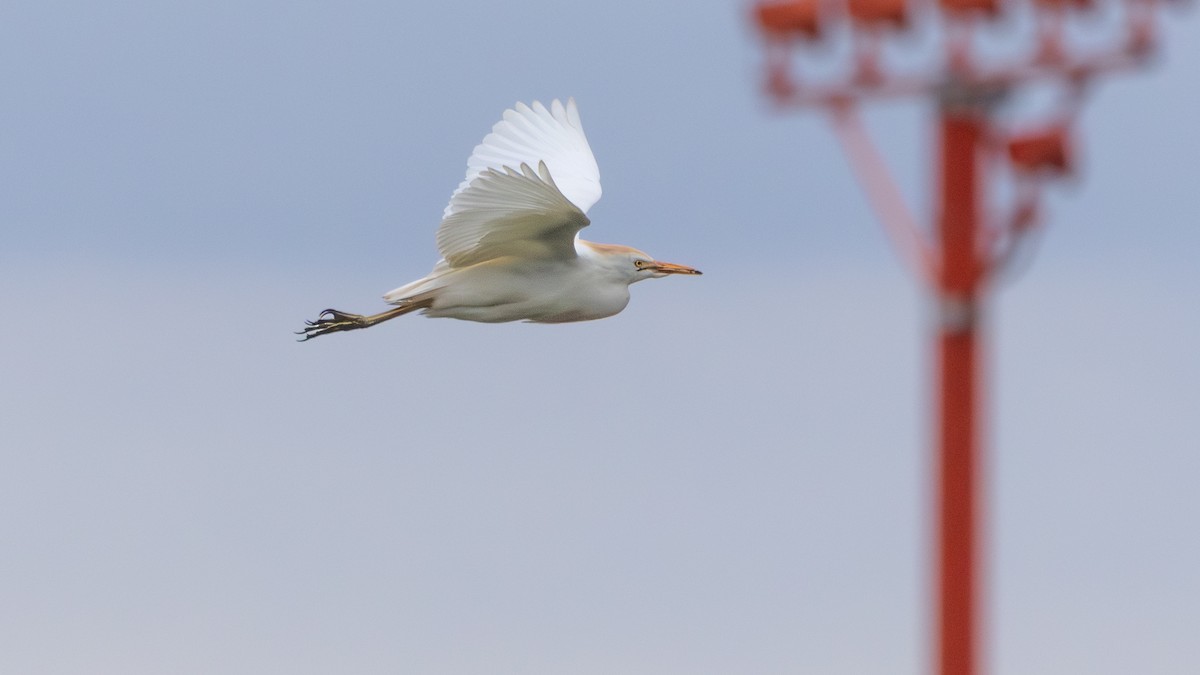 Western Cattle Egret - Arthur Mercado