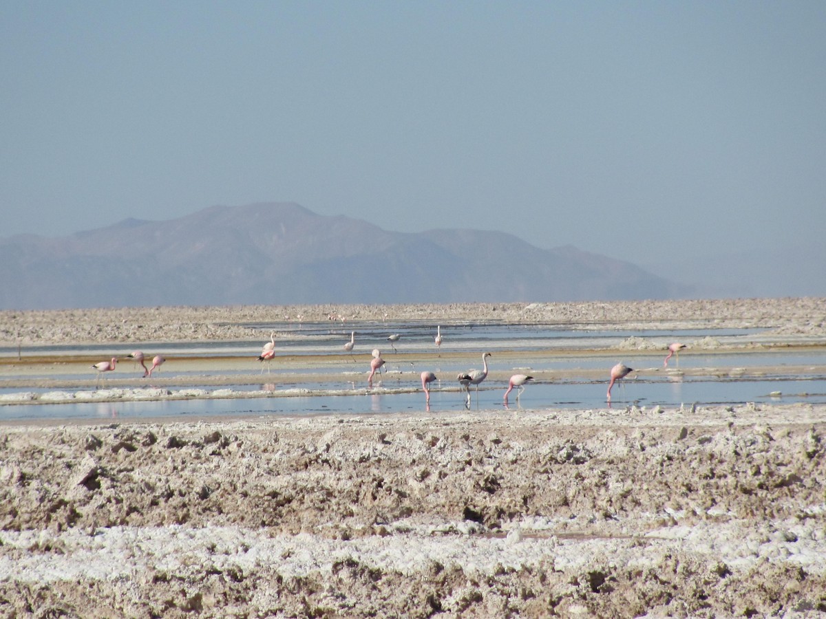 Andean Flamingo - ML618108510