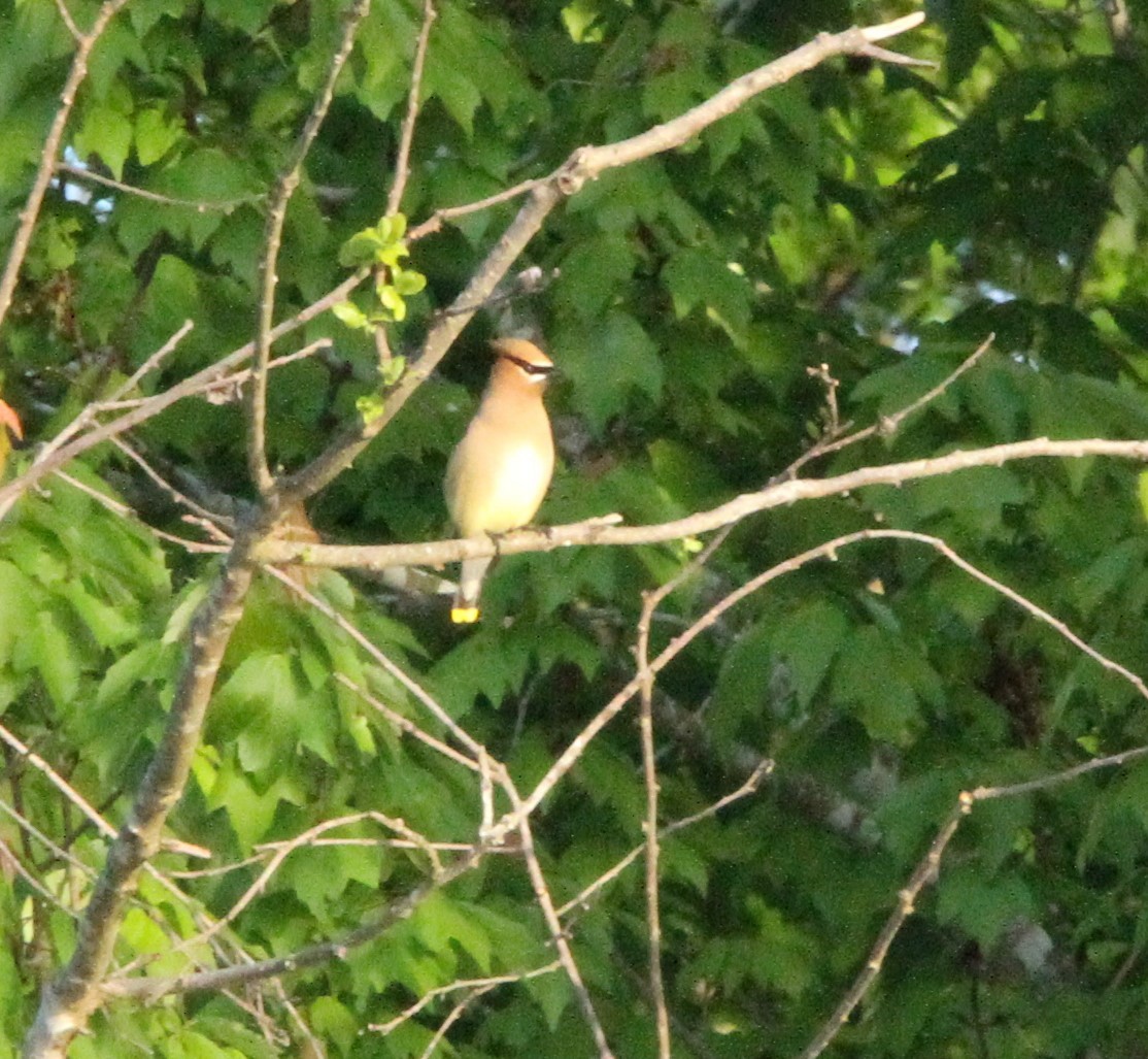 Cedar Waxwing - ML618108567