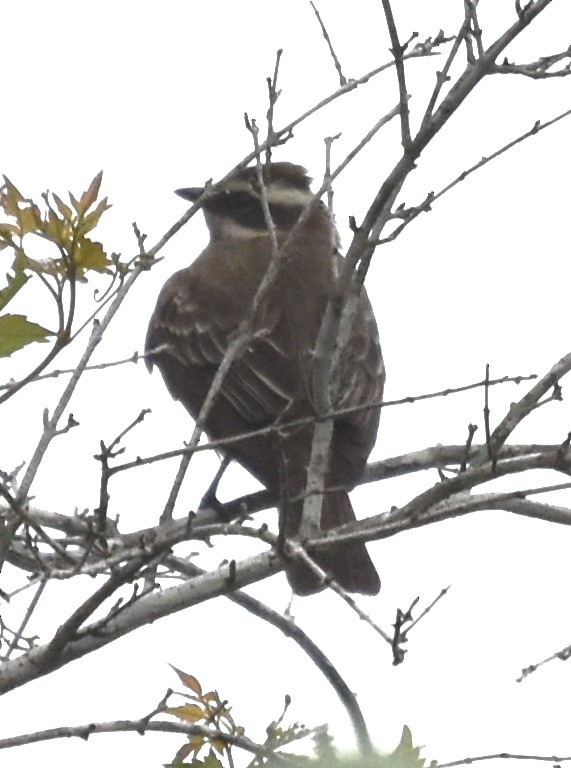 Piratic Flycatcher - ML618108587