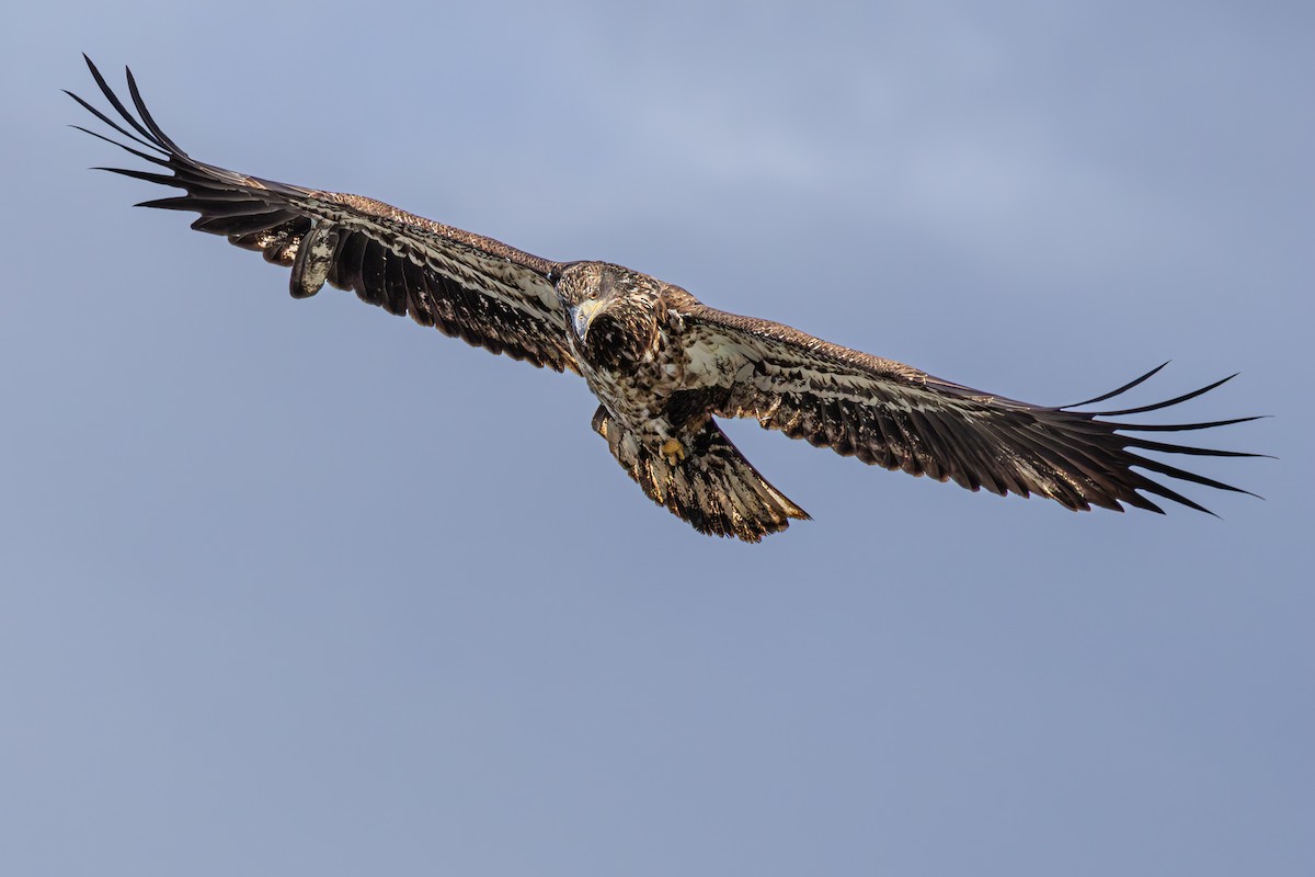 Bald Eagle - ML618108605