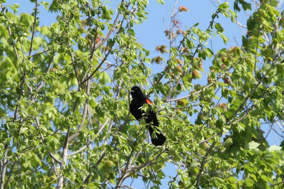 Red-winged Blackbird - Stephanie Cook