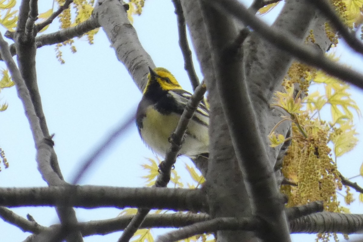 Black-throated Green Warbler - ML618108659