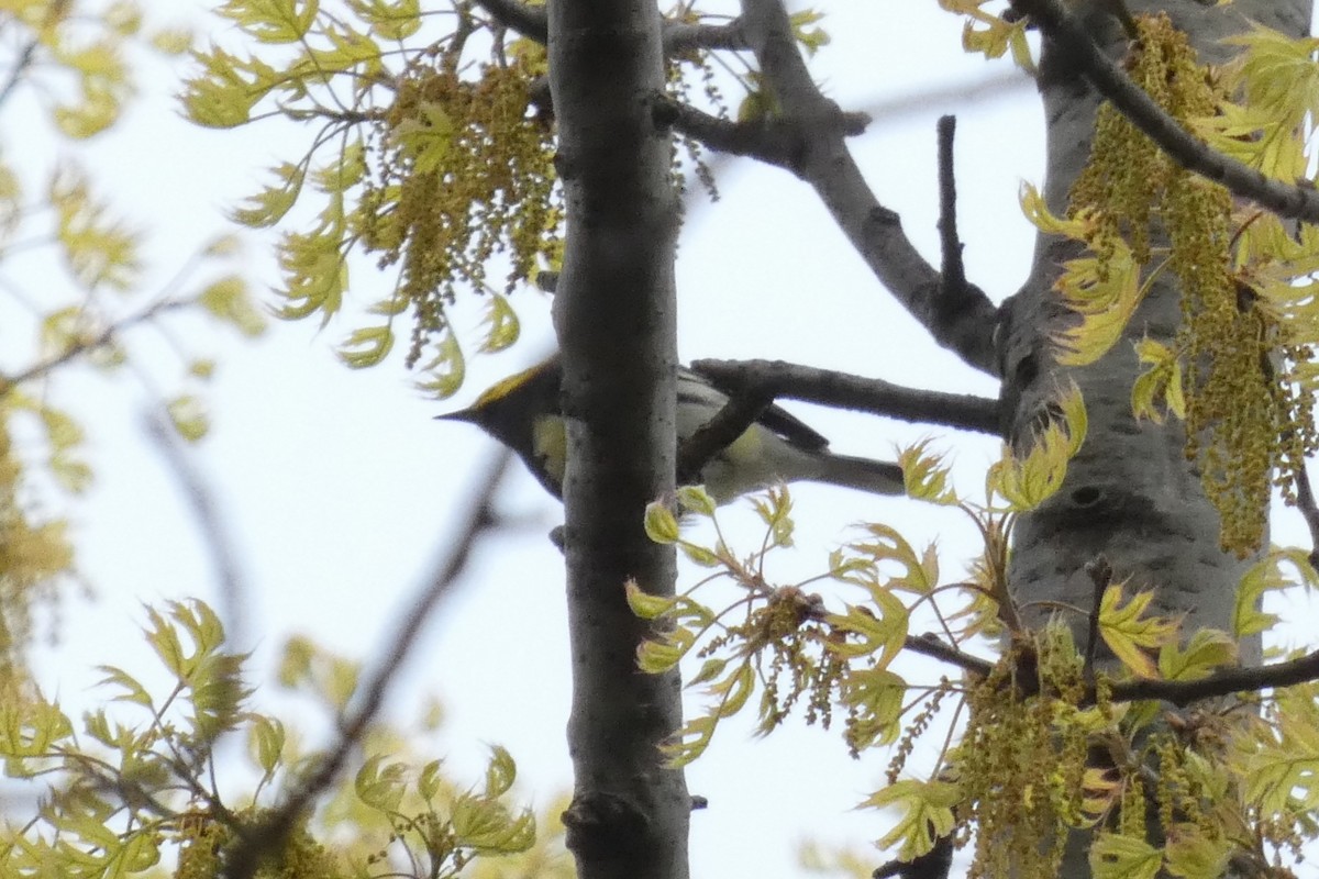 Black-throated Green Warbler - ML618108660