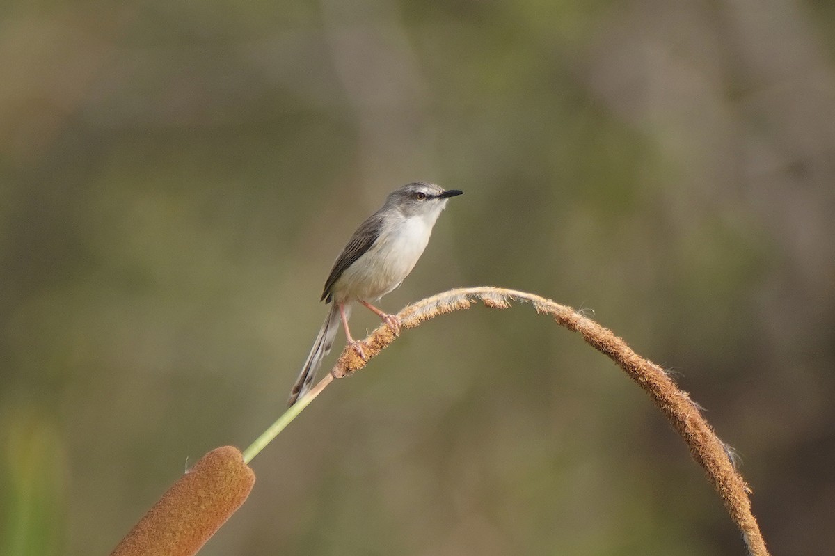 Prinia aquatique - ML618108665