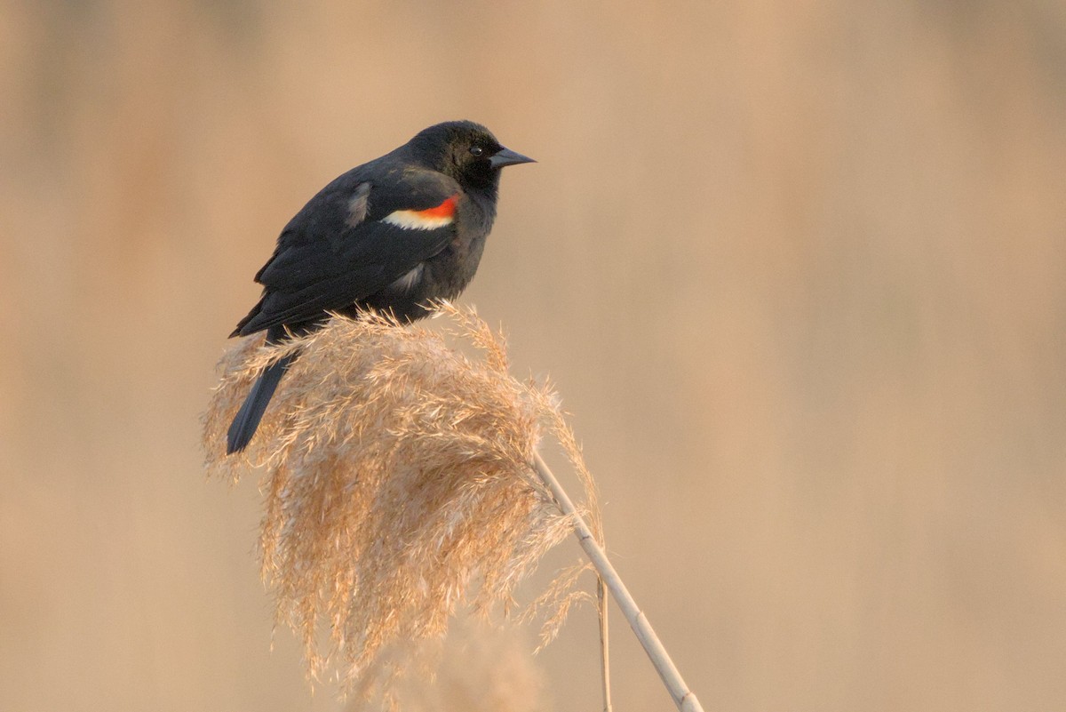 Red-winged Blackbird - ML618108686