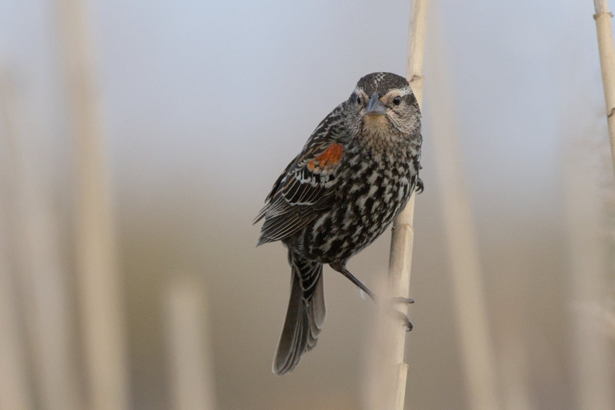 Red-winged Blackbird - ML618108687