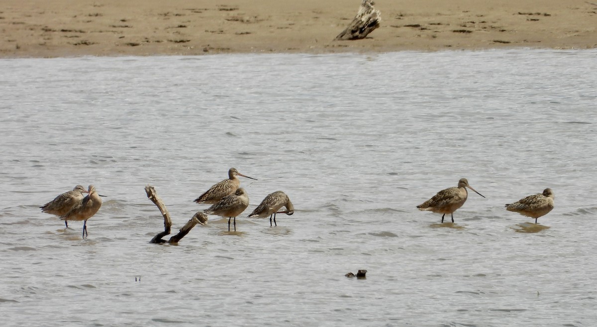 Marbled Godwit - Erin Jones