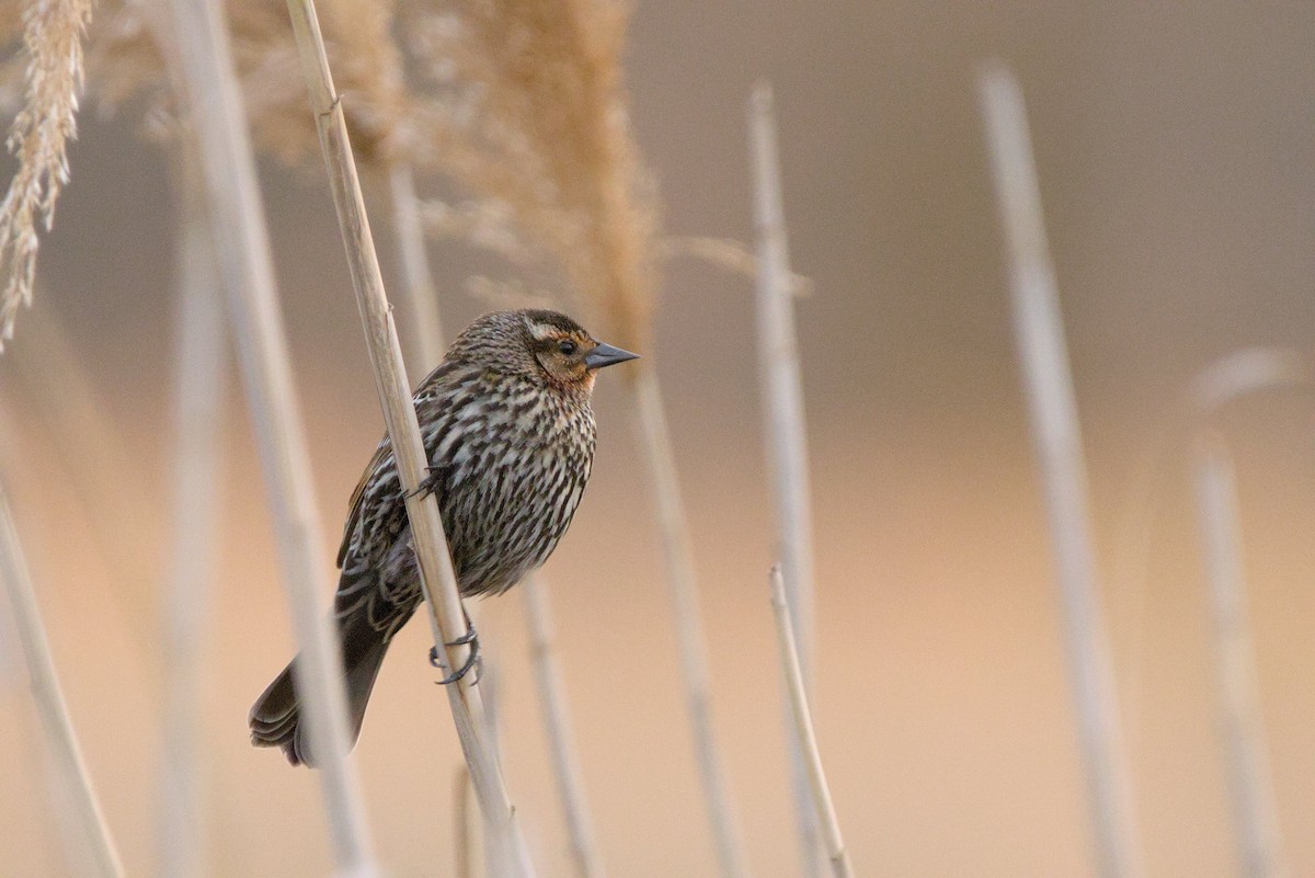 Red-winged Blackbird - ML618108689