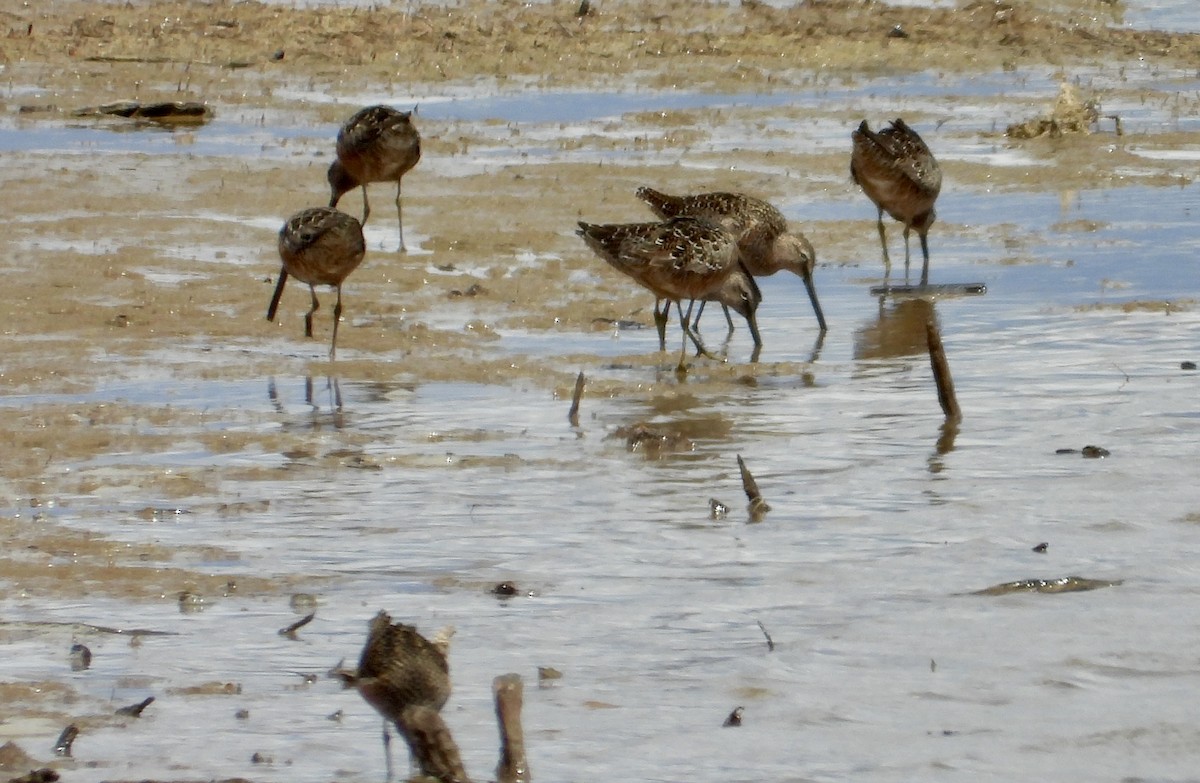 Long-billed Dowitcher - Erin Jones