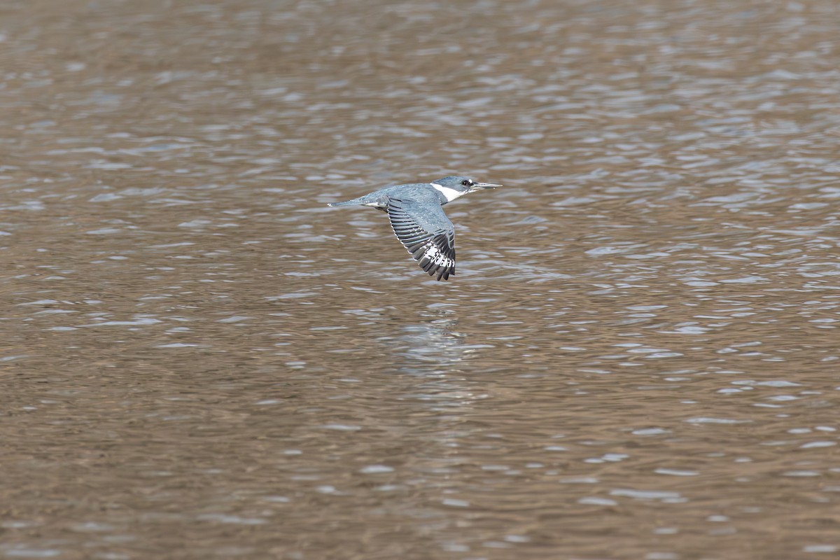 Belted Kingfisher - Phat Ngo