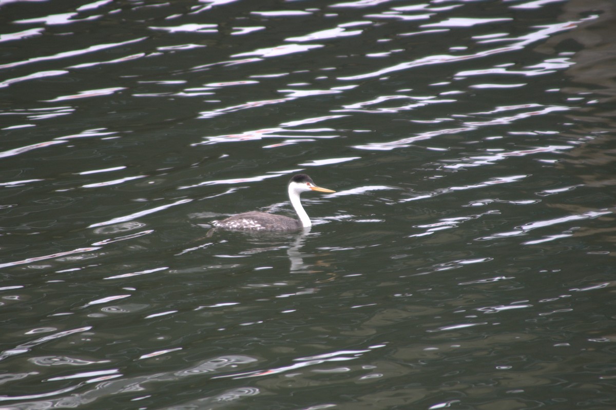 Clark's Grebe - Kyle d'Entremont